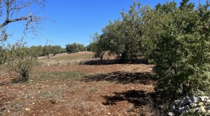 Terreno di 5.500 m² in Ostuni (72017)