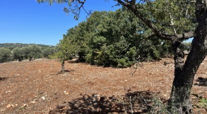 Terreno di 5.500 m² in Ostuni (72017)