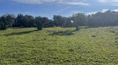 Terreno agricolo di 6.000 m² in Cisternino (72014)
