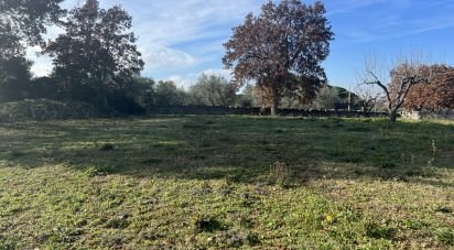 Terreno agricolo di 6.000 m² in Cisternino (72014)