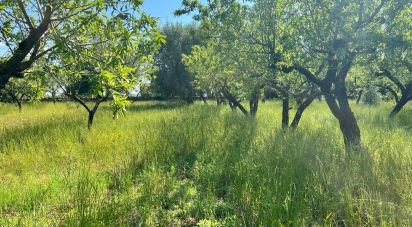 Terreno di 8.851 m² in Ostuni (72017)