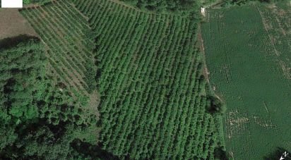 Terreno agricolo di 67.000 m² in Ponzano di Fermo (63845)