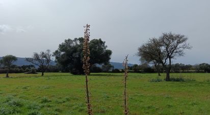 Terreno di 16.492 m² in Telti (07020)