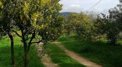 Terreno di 5.600 m² in Oliena (08025)