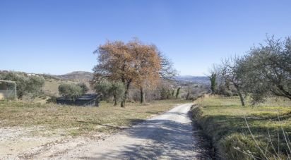 Terreno agricolo di 50.000 m² in Falerone (63837)