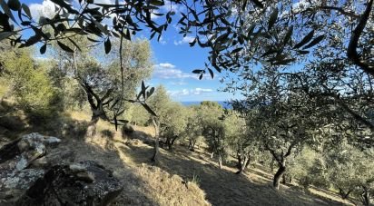 Agricultural land of 6,918 m² in Cipressa (18017)