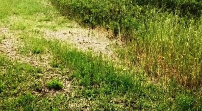 Terreno di 110.000 m² in Magliano in Toscana (58051)