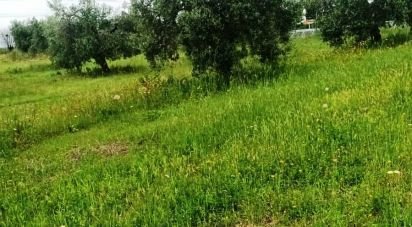 Land of 110,000 m² in Magliano in Toscana (58051)