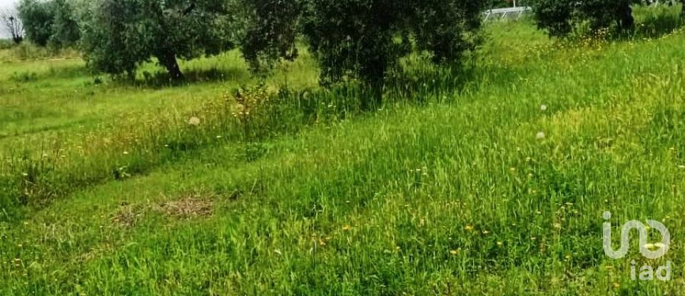 Land of 110,000 m² in Magliano in Toscana (58051)