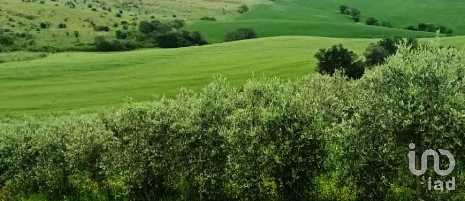 Land of 110,000 m² in Magliano in Toscana (58051)