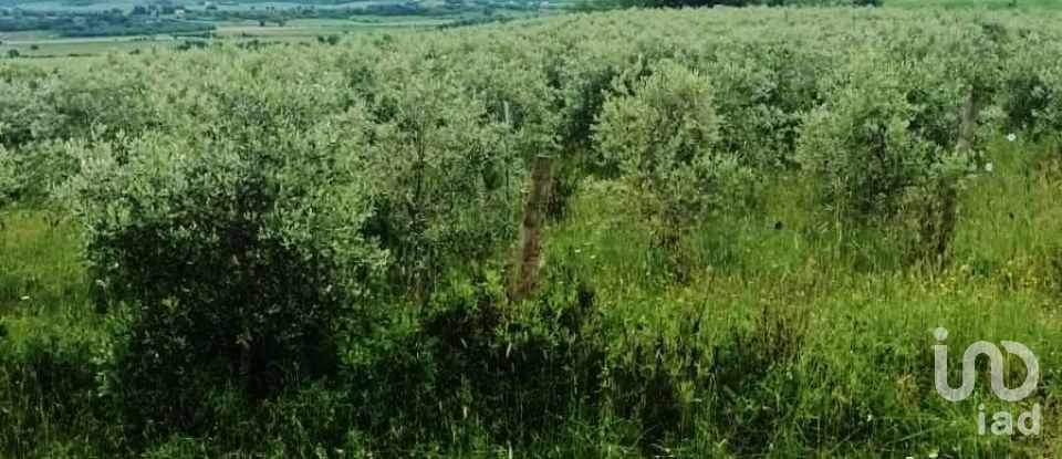 Land of 110,000 m² in Magliano in Toscana (58051)