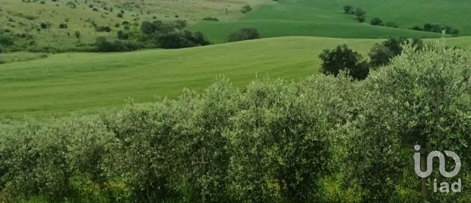 Land of 110,000 m² in Magliano in Toscana (58051)