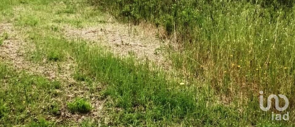 Terreno di 130.000 m² in Magliano in Toscana (58051)