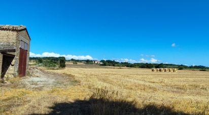 Agricultural land of 140,000 m² in Pitigliano (58017)