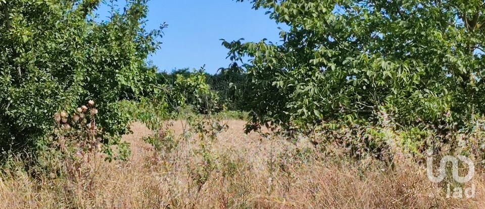 Agricultural land of 140,000 m² in Pitigliano (58017)