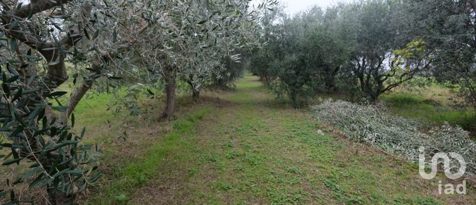 Terreno di 116.561 m² in Staffolo (60039)