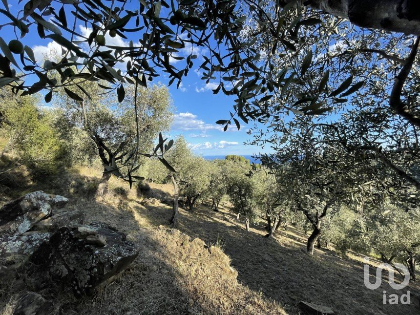 Terreno agricolo di 6.918 m² in Cipressa (18017)