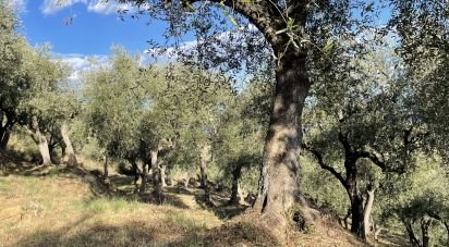 Terreno agricolo di 6.918 m² in Cipressa (18017)