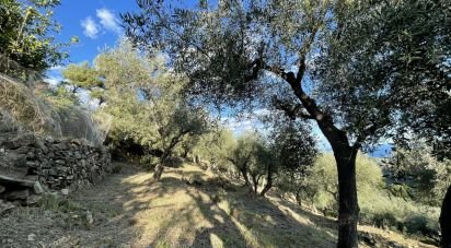 Terreno agricolo di 6.918 m² in Cipressa (18017)