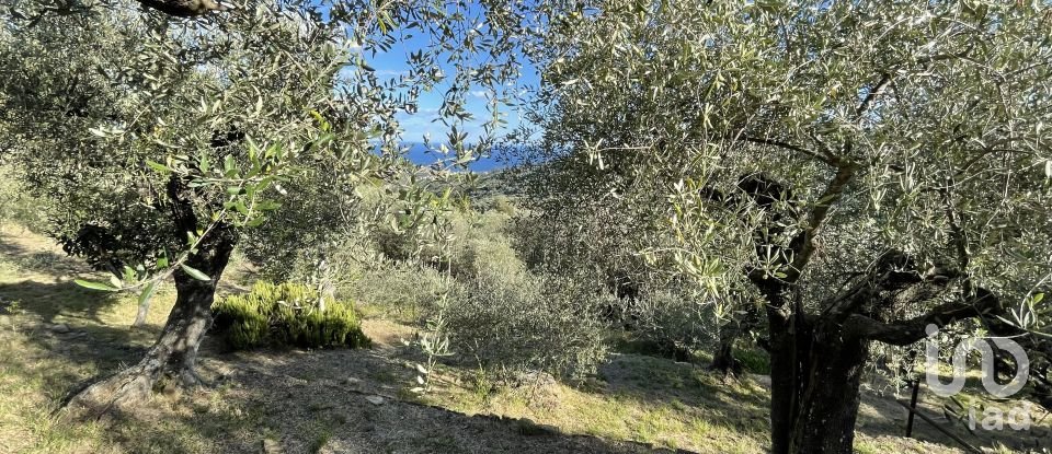 Terreno agricolo di 6.918 m² in Cipressa (18017)