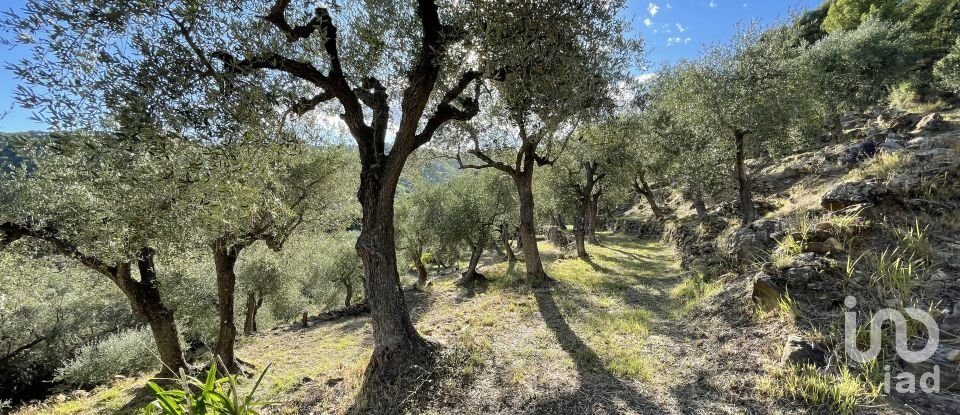 Terreno agricolo di 6.918 m² in Cipressa (18017)