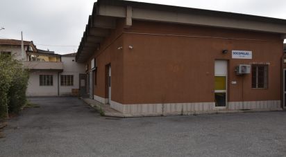 Capannone di 1.000 m² in Castelfranco di Sotto (56022)