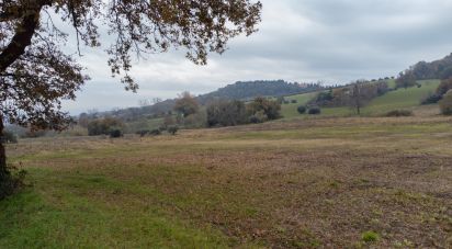 Terreno residenziale di 10.060 m² in Offagna (60020)