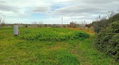 Terreno di 3.700 m² in Specchia (73040)