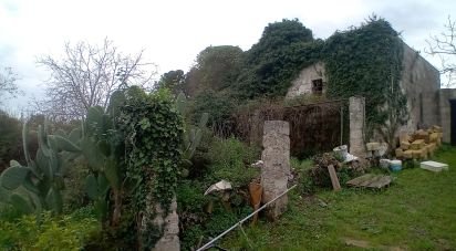 Terreno di 3.700 m² in Specchia (73040)