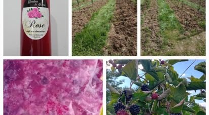 Townhouse 2 rooms of 70 m² in Cafasse (10070)