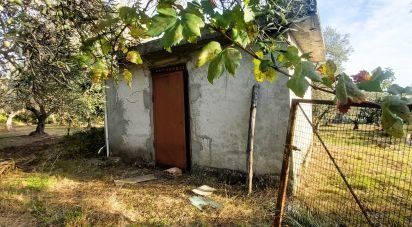 Terreno di 6.500 m² in Falerna (88042)